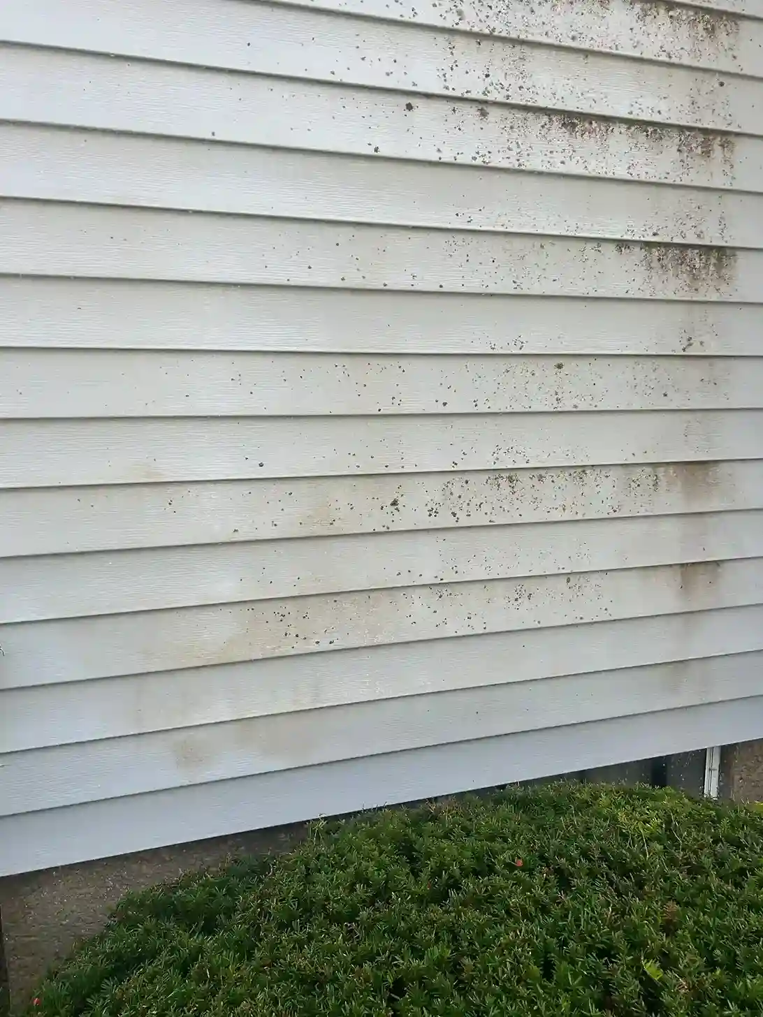 Home exterior mold, moss, and mildew elimination with specialized detergent