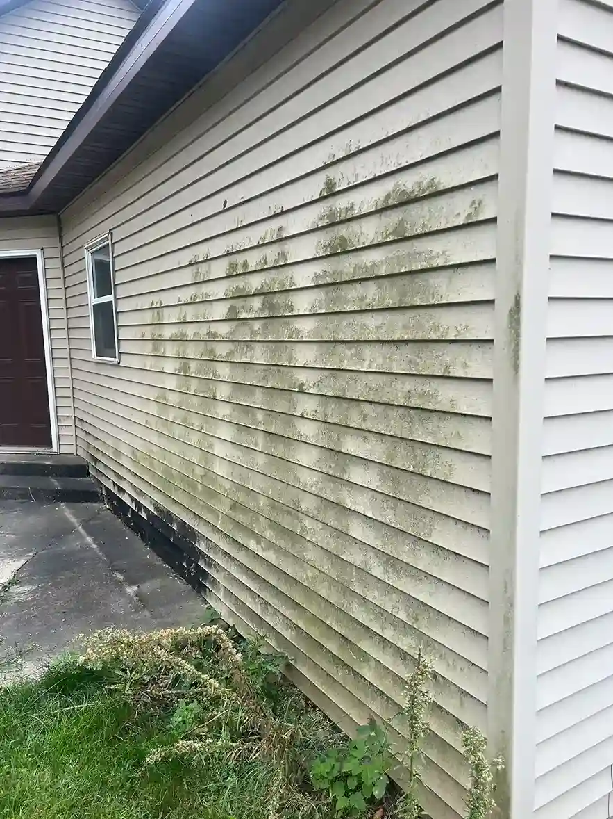 Low-pressure house soft washing removing green algae from vinyl siding in Morris MN